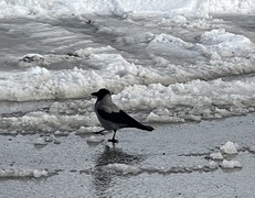 Hooded Crow (Corvus cornix)