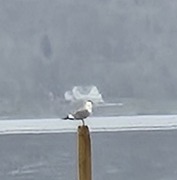 Fiskemåke (Larus canus)
