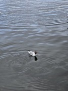 Black-headed Gull (Chroicocephalus ridibundus)