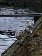 Herring Gull (Larus argentatus)