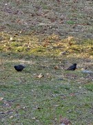 Stær (Sturnus vulgaris)