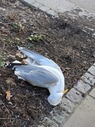 Herring Gull (Larus argentatus)