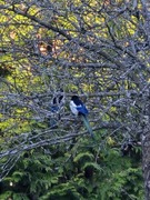 Eurasian Magpie (Pica pica)