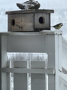 Great Tit (Parus major)