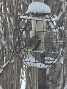 European Greenfinch (Chloris chloris)
