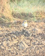 Wheatear (Oenanthe oenanthe)