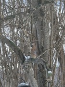 Nøtteskrike (Garrulus glandarius)