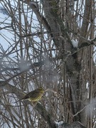 Yellowhammer (Emberiza citrinella)