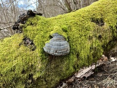 Soppriket (Fungi)