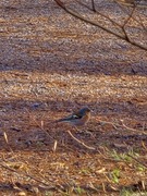 Chaffinch (Fringilla coelebs)