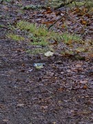 Blue Tit (Cyanistes caeruleus)