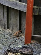 Eurasian Tree Sparrow (Passer montanus)