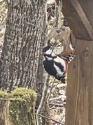 Great Spotted Woodpecker (Dendrocopos major)