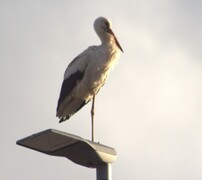 White Stork (Ciconia ciconia)