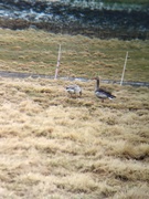 Greylag Goose (Anser anser)