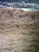 Svarthalespove (Limosa limosa)