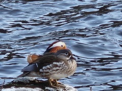 Mandarin Duck (Aix galericulata)