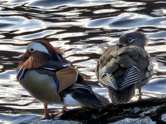 Mandarin Duck (Aix galericulata)