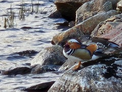 Mandarin Duck (Aix galericulata)