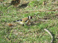 European Goldfinch (Carduelis carduelis)