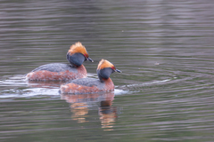 Horndykker (Podiceps auritus)