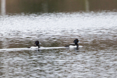 Tufted Duck (Aythya fuligula)