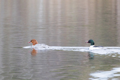 Goosander (Mergus merganser)