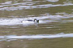 Common Goldeneye (Bucephala clangula)