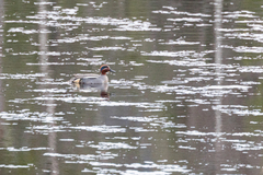 Eurasian Teal (Anas crecca)