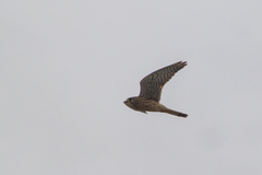 Tårnfalk (Falco tinnunculus)