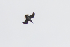 Enkeltbekkasin (Gallinago gallinago)