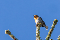 Robin (Erithacus rubecula)