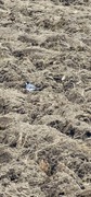 White Wagtail (Motacilla alba)