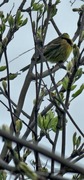 Yellowhammer (Emberiza citrinella)