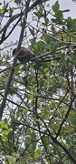 Chaffinch (Fringilla coelebs)