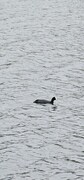 Sothøne (Fulica atra)