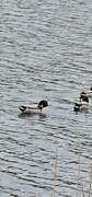 Mallard (Anas platyrhynchos)