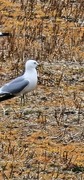 Fiskemåke (Larus canus)