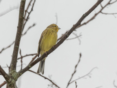 Yellowhammer (Emberiza citrinella)