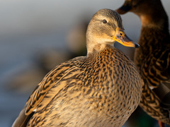 Mallard (Anas platyrhynchos)
