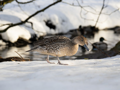 Northern Pintail (Anas acuta)