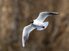 Black-headed Gull (Chroicocephalus ridibundus)