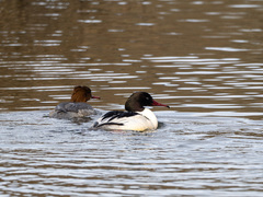 Goosander (Mergus merganser)