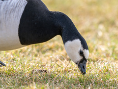 Hvitkinngås (Branta leucopsis)