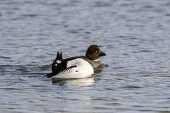 Common Goldeneye (Bucephala clangula)