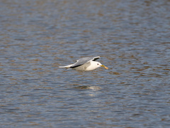 Fiskemåke (Larus canus)