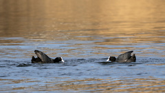 Sothøne (Fulica atra)