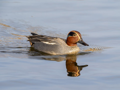 Eurasian Teal (Anas crecca)