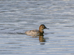 Common Pochard (Aythya ferina)