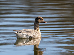 Pink-footed Goose (Anser brachyrhynchus)